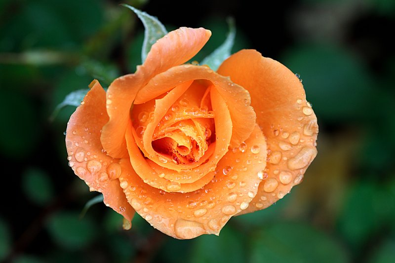 Patio-Rose-Peach-f8-3.jpg