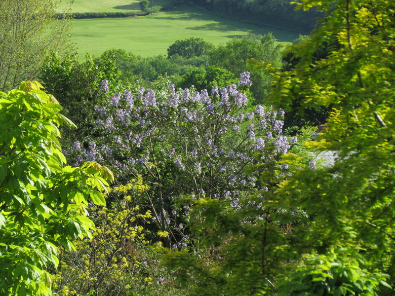 PAULOWNIA  TOMENTOSA 04-06-2013 16-54-32.JPG