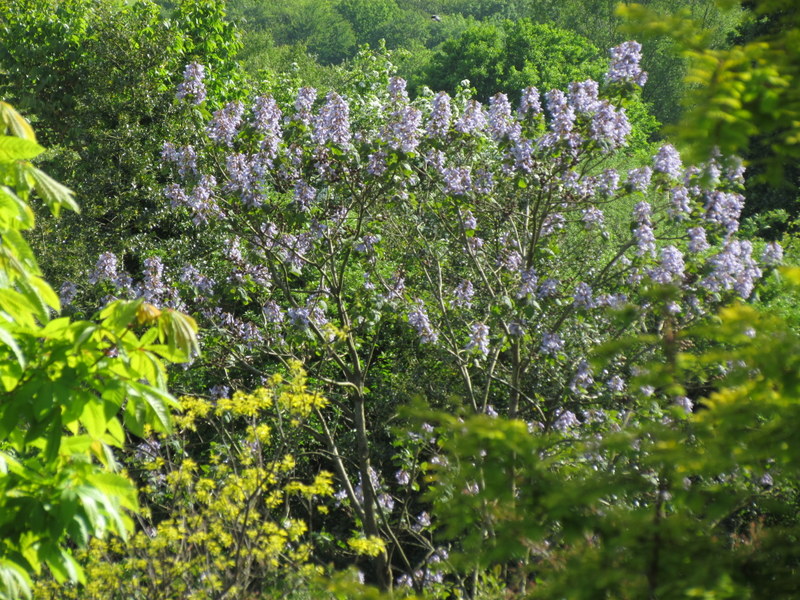 PAULOWNIA  TOMENTOSA 04-06-2013 16-54-45.JPG