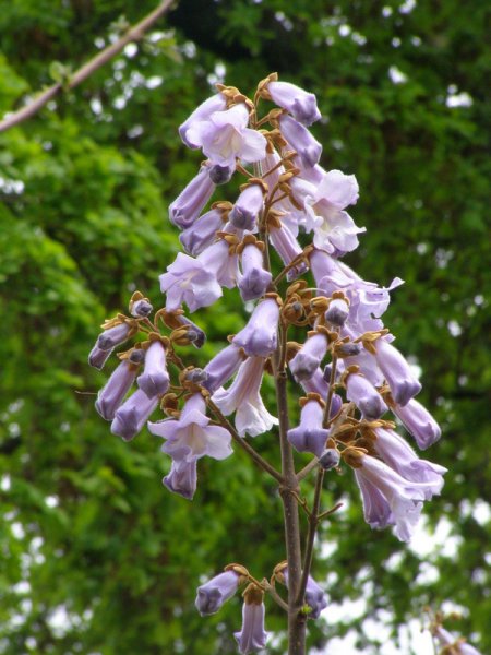 PAULOWNIA  TOMENTOSA 09-05-2008 13-05-02.JPG