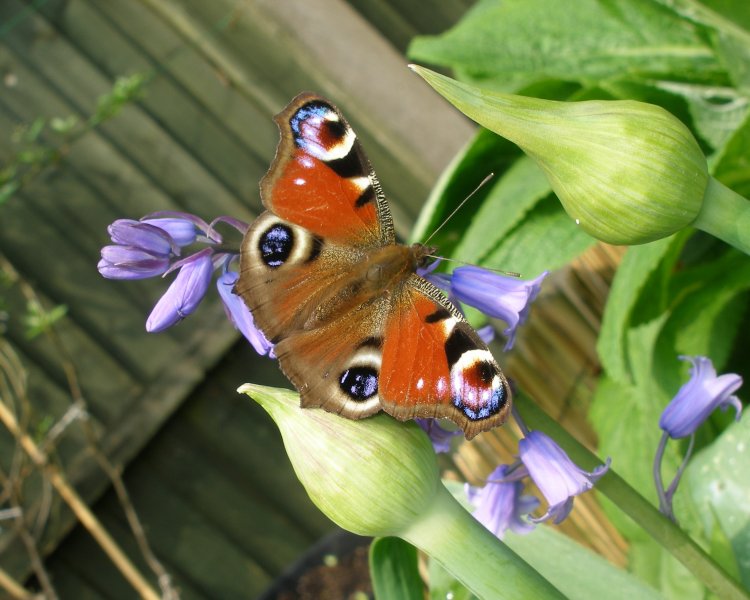 Peacock (1).jpg