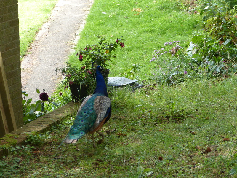 Peacock 3.JPG