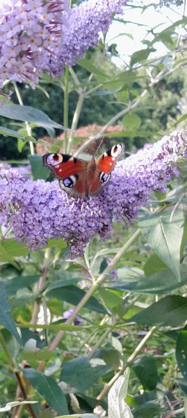 Peacock butterfly.jpg