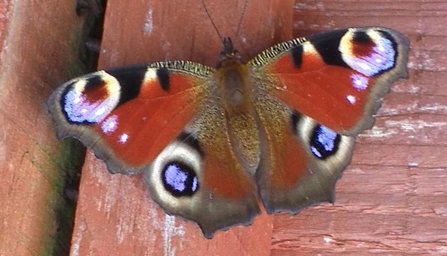 peacock butterfly.jpg