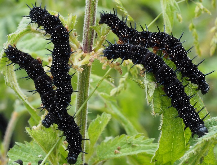 peacock catterpillars 2014.jpg