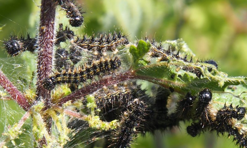 peacock catterpillarsB.jpg