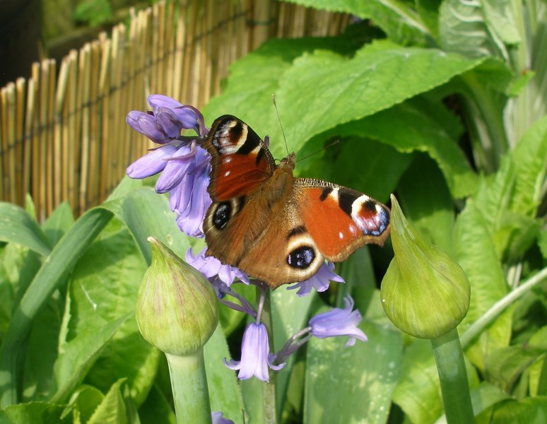 Peacock.jpg