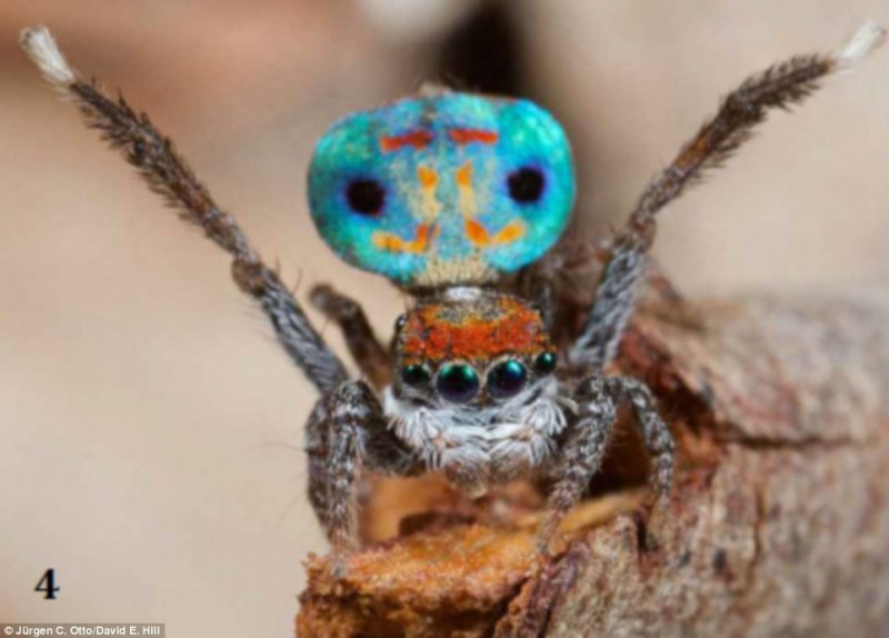 peacock spider.jpg