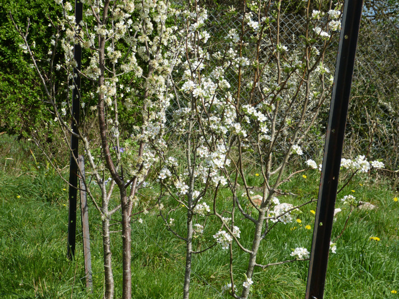 Pear and Plum blossom.JPG