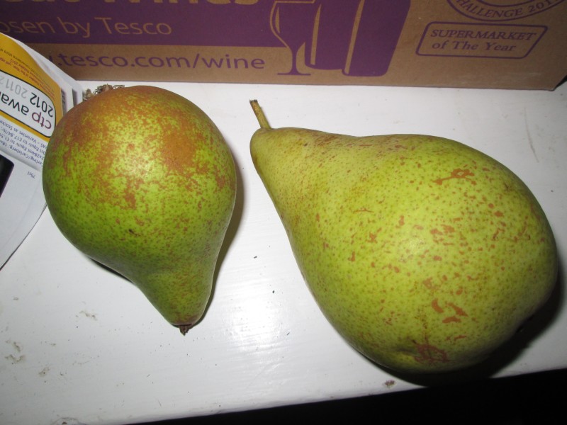 pears 002a.jpg