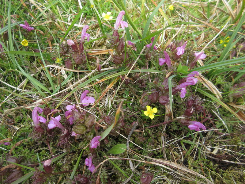 PEDICULARIS  SYLVATICA  COMMON  LOUSEWORT 20 06 2017, 16-013.JPG