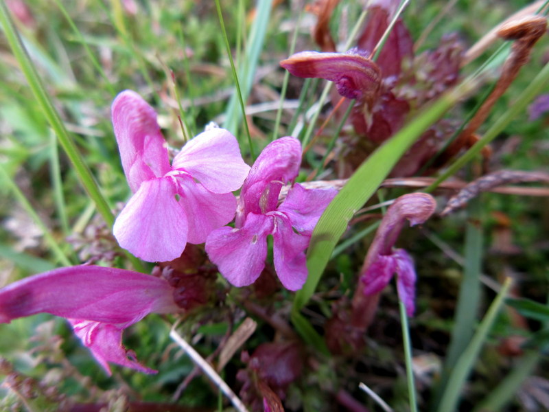 PEDICULARIS  SYLVATICA  COMMON  LOUSEWORT 20 06 2017, 16-13.JPG