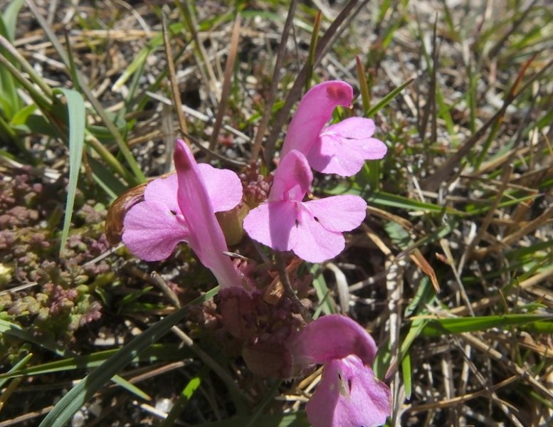 PEDICULARIS  SYLVATICA  LOUSEWORT 20-06-2018 11-47-45.JPG