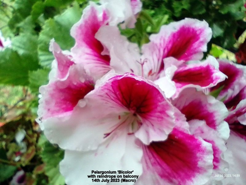 Pelargonium 'Bicolor' with raindrops on balcony 14th July 2023 (Macro).jpg