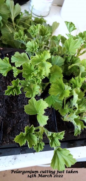 Pelargonium cutting just taken 14th March 2022.jpg