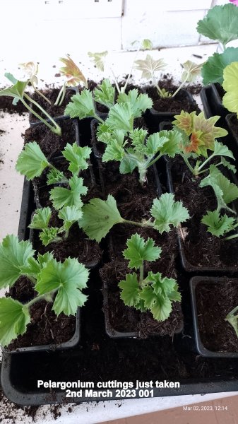 Pelargonium cuttings just taken 2nd March 2023 001.jpg