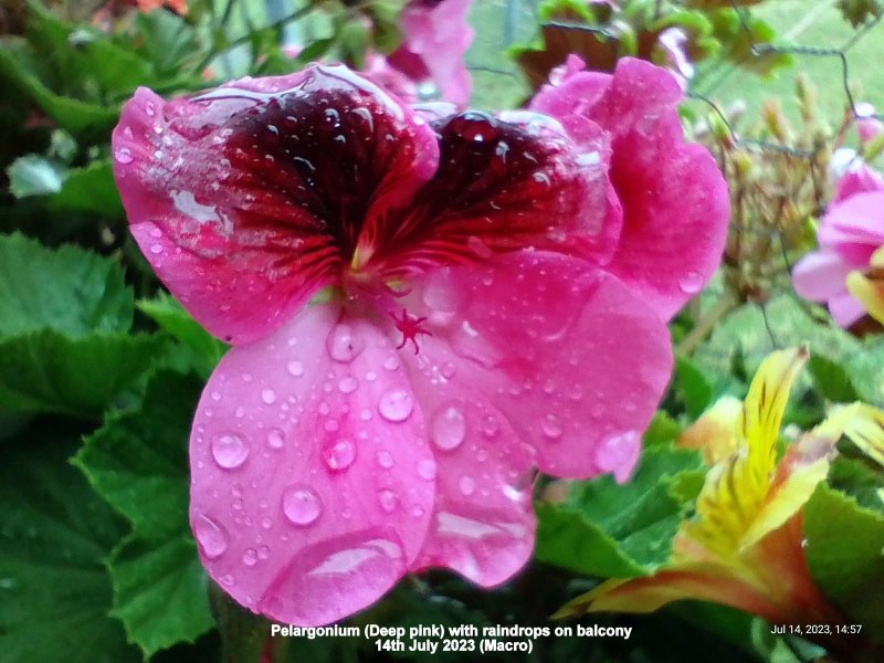 Pelargonium (Deep pink) with raindrops on balcony 14th July 2023 (Macro).jpg