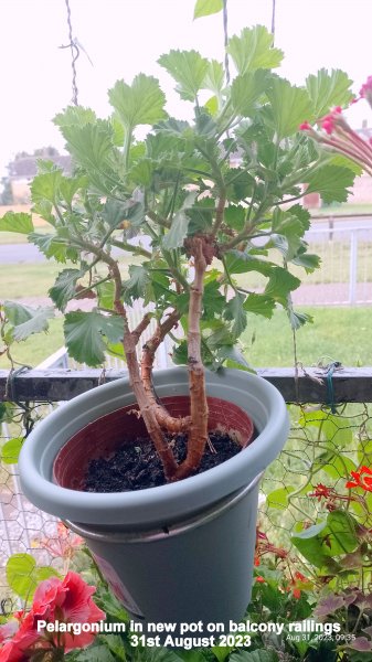 Pelargonium in new pot on balcony railings 31st August 2023 .jpg