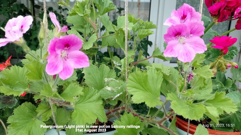 Pelargonium (Light pink) in new pot on balcony railings 31st August 2023 .jpg