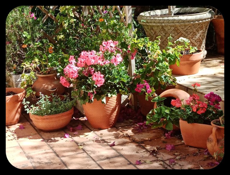 Pelargonium1 4 May 23(1).jpg