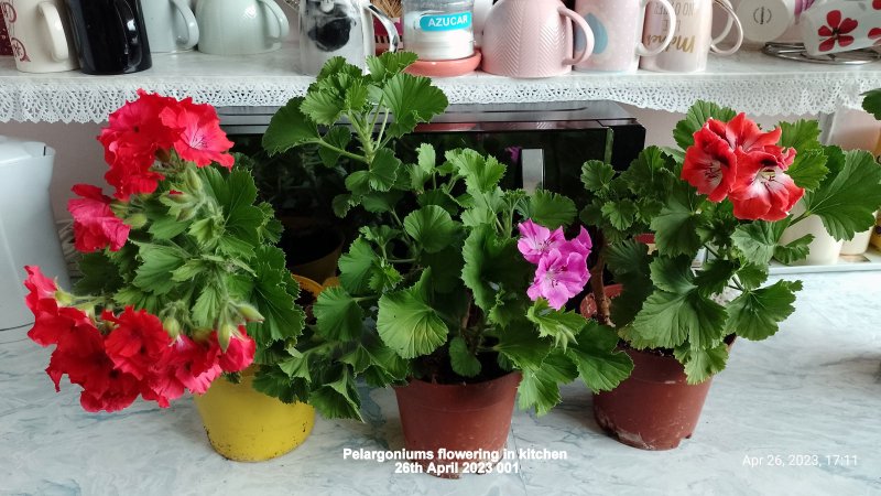 Pelargoniums flowering in kitchen 26th April 2023 001.jpg