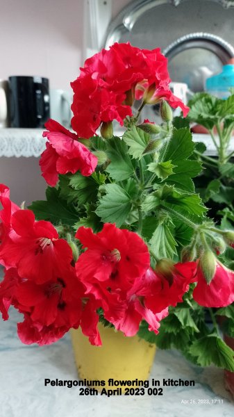 Pelargoniums flowering in kitchen 26th April 2023 002.jpg