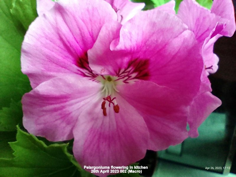 Pelargoniums flowering in kitchen 26th April 2023 002 (Macro).jpg