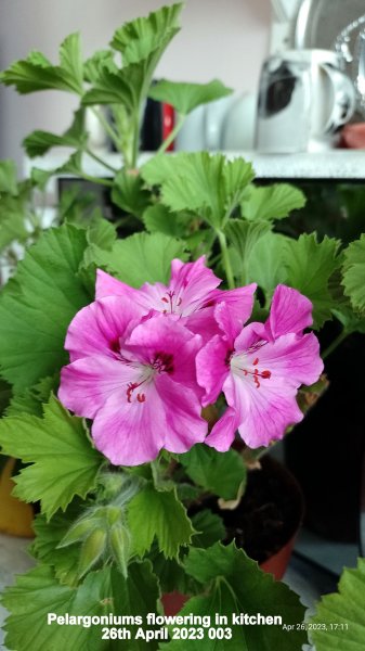 Pelargoniums flowering in kitchen 26th April 2023 003.jpg