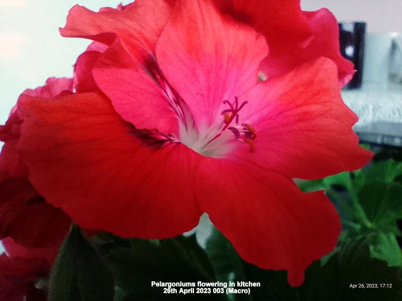 Pelargoniums flowering in kitchen 26th April 2023 003 (Macro).jpg