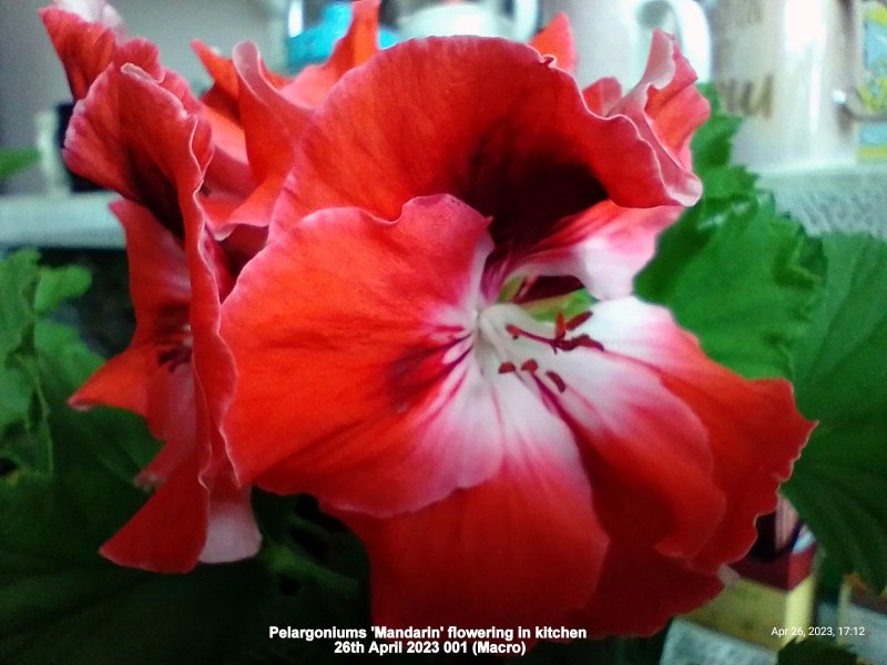 Pelargoniums 'Mandarin' flowering in kitchen 26th April 2023 001 (Macro).jpg