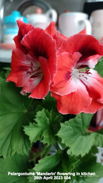 Pelargoniums 'Mandarin' flowering in kitchen 26th April 2023 004.jpg