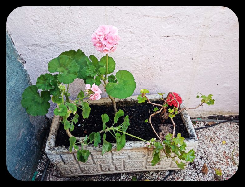 Pelargoniums on Baffio 7 May 22.jpg