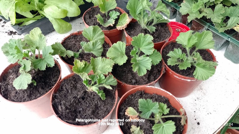 Pelargoniums on balcony 19th May 2023.jpg