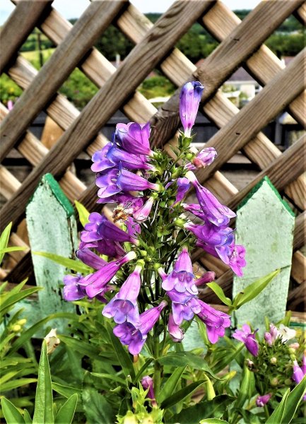 Penstemon heterophyllus Electric Blue.jpg