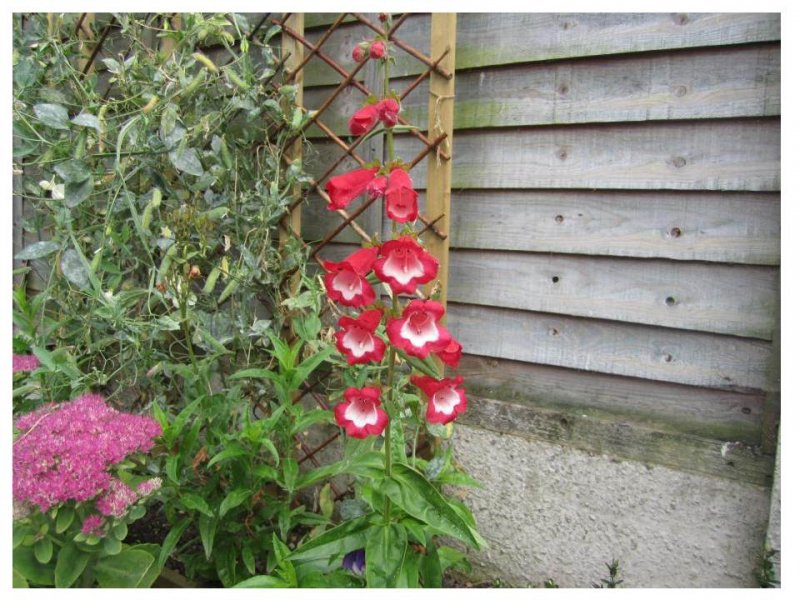 Penstemon.jpg