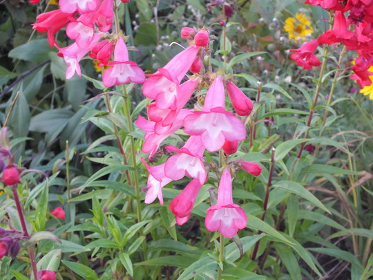 penstemon tall bi color sensation.jpg