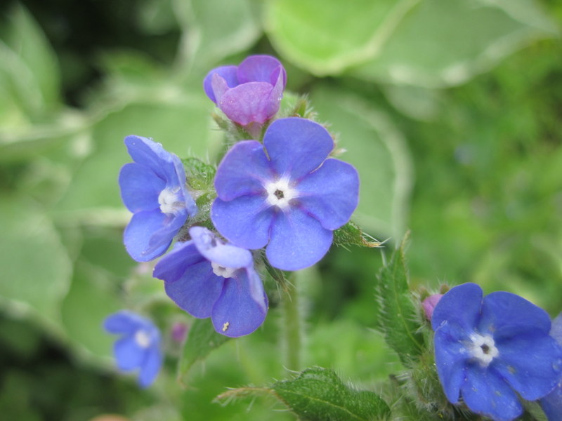 PENTAGLOTTIS   SEMPERVIRENS  GREEN  ALKANET 10-06-2012 16-10-45.JPG