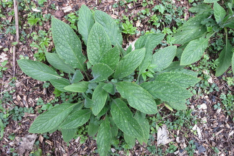 PENTAGLOTTIS   SEMPERVIRENS  GREEN  ALKANET 14-04-2016 11-49-02.JPG