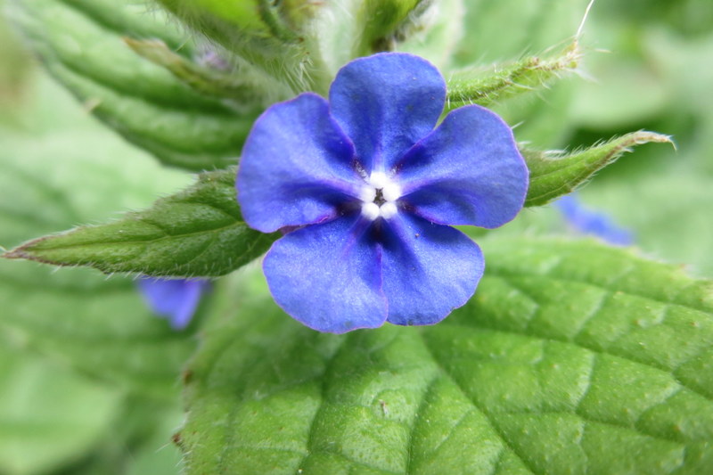 PENTAGLOTTIS   SEMPERVIRENS  GREEN  ALKANET 14-05-2015 14-58-23.JPG