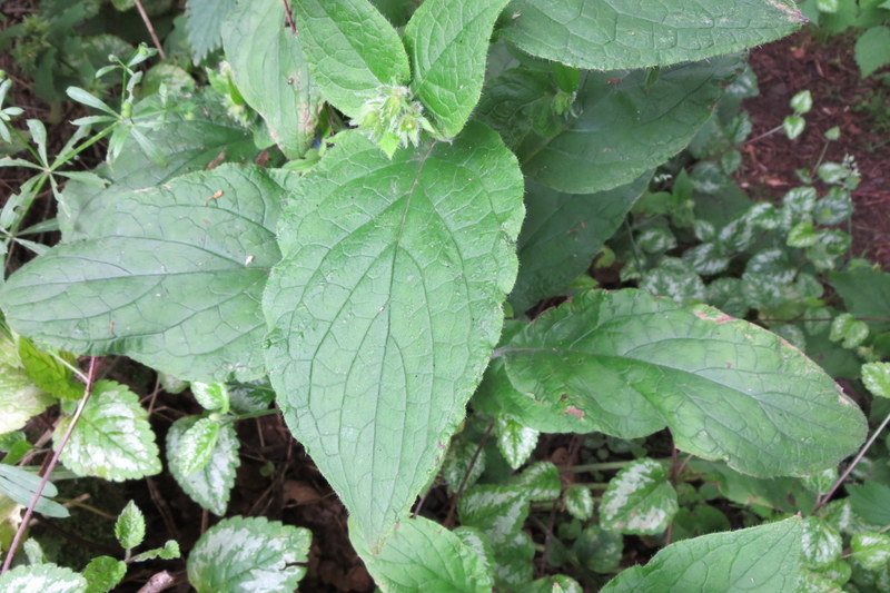 PENTAGLOTTIS   SEMPERVIRENS  GREEN  ALKANET 14-07-2015 11-40-28.JPG