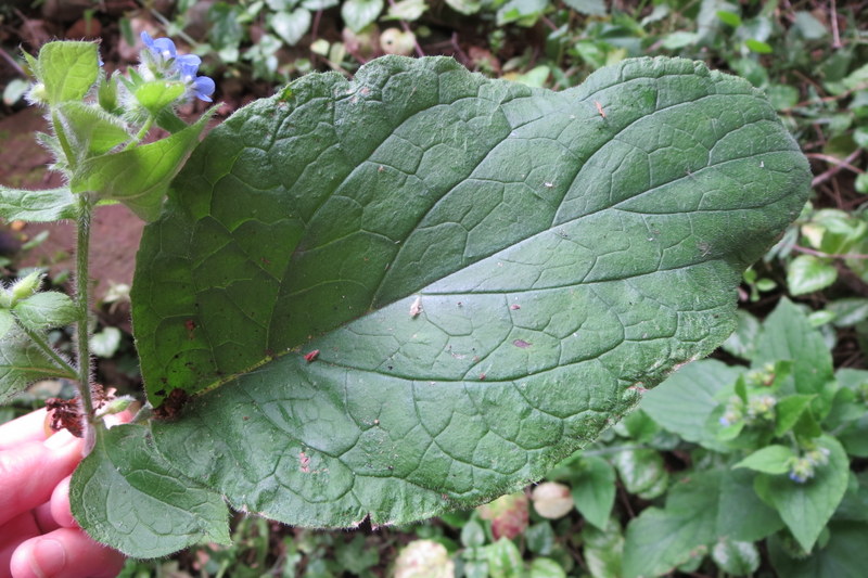 PENTAGLOTTIS   SEMPERVIRENS  GREEN  ALKANET 14-07-2015 11-41-25.JPG