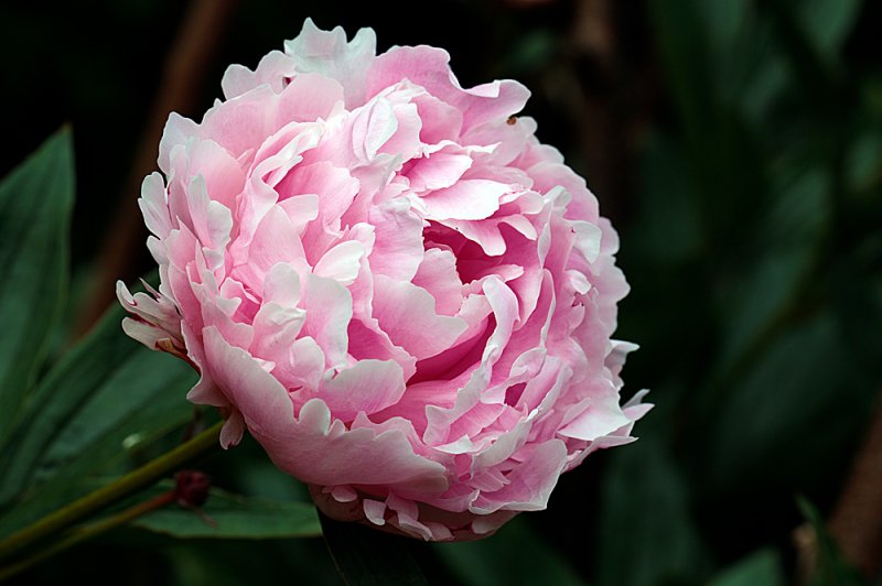 Peony-pink.jpg