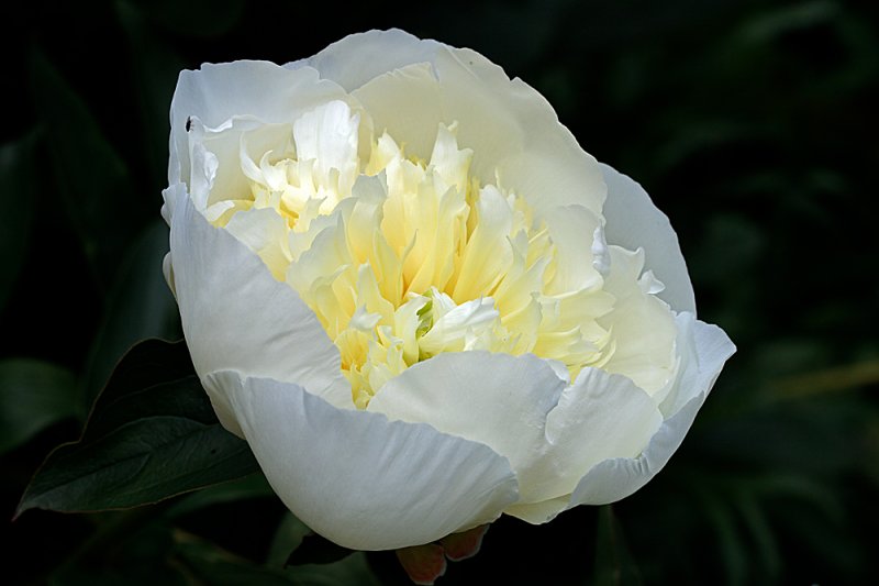 Peony-white.jpg