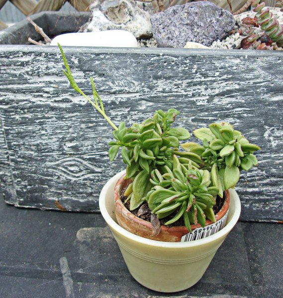 Peperomia dolabriformis.JPG