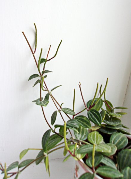 Peperomia quadrangularis.JPG