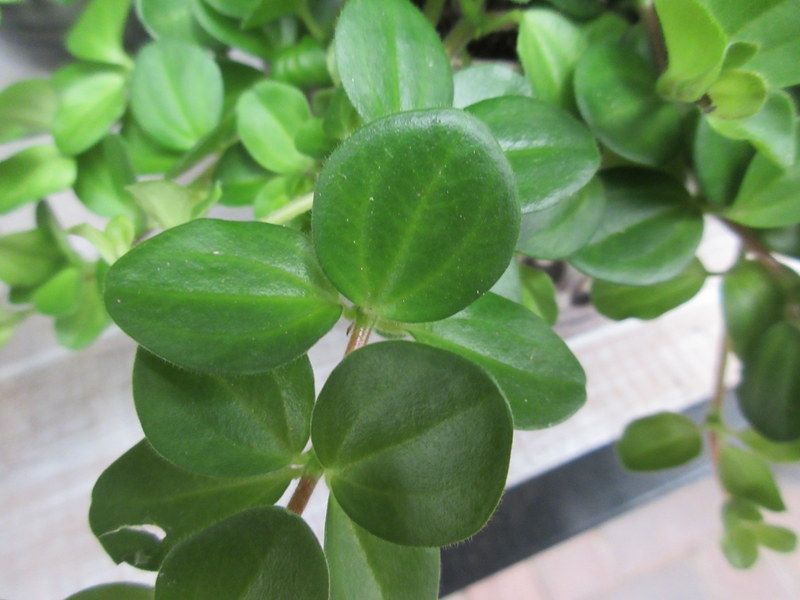 PEPEROMIA  ROTUNDIFOLIA 16-10-2020 13-03-41.JPG