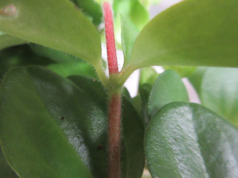 PEPEROMIA  ROTUNDIFOLIA 16-10-2020 13-04-03.JPG