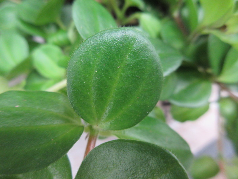 PEPEROMIA  ROTUNDIFOLIA 16-10-2020 13-24-12.JPG