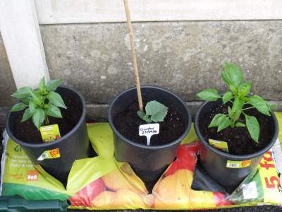 peppers and cucumbers.jpg