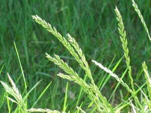 perennial_rye_grass_flower_spike.jpg